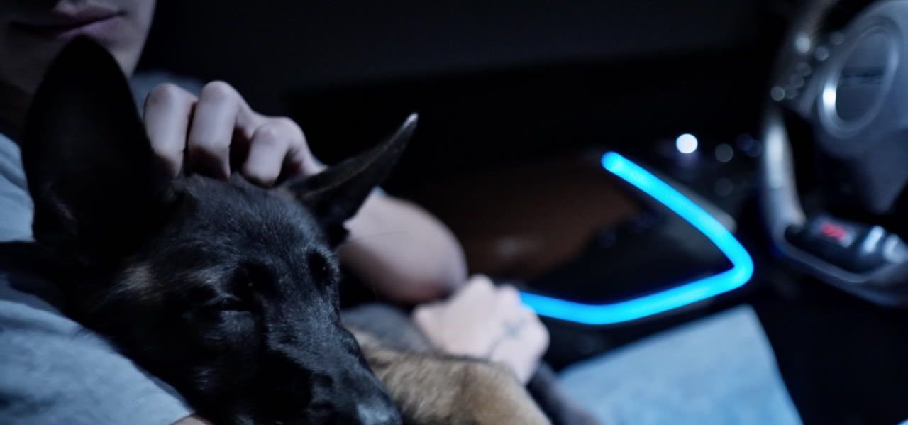 A dog in the passenger seat of a Camaro with neon interior light